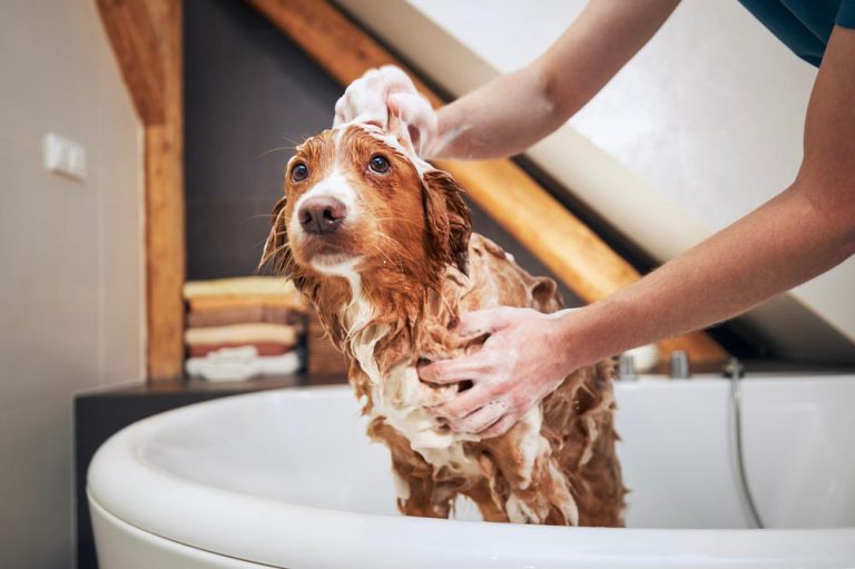 person bathing a pet dog drain cleaning Thousand Oaks, CA