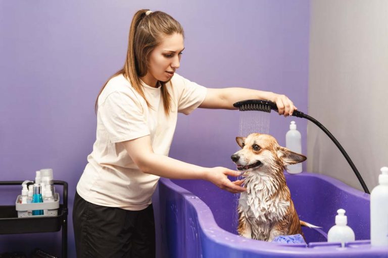 person bathing a pet dog plumbing system Woodland Hills, CA