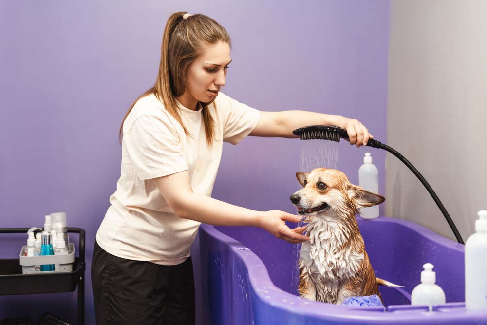 person bathing a pet dog plumbing system Woodland Hills, CA