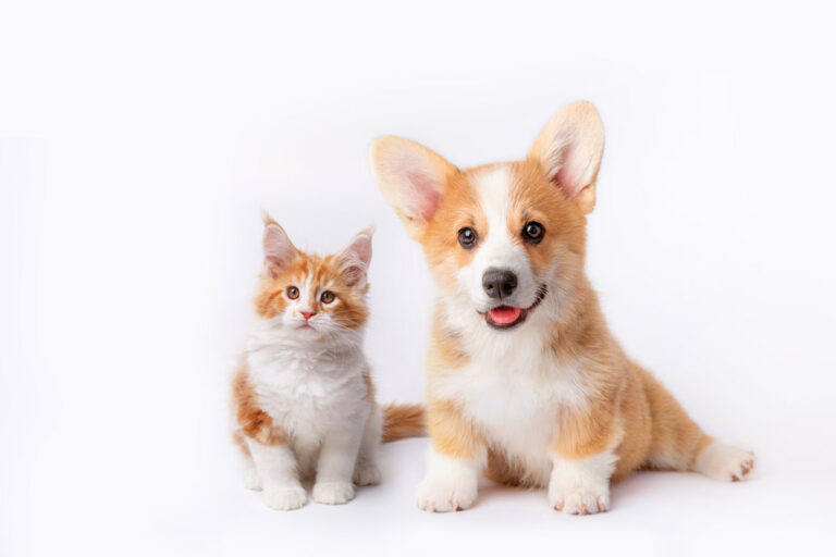 cat or dog