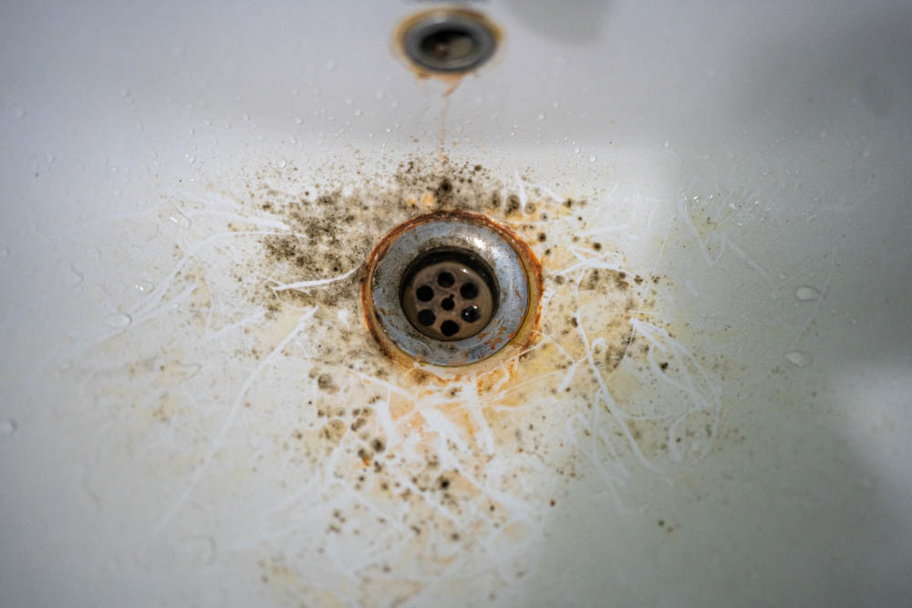 mold growth around drains/leaking pipe mold growth around drains/leaking pipe